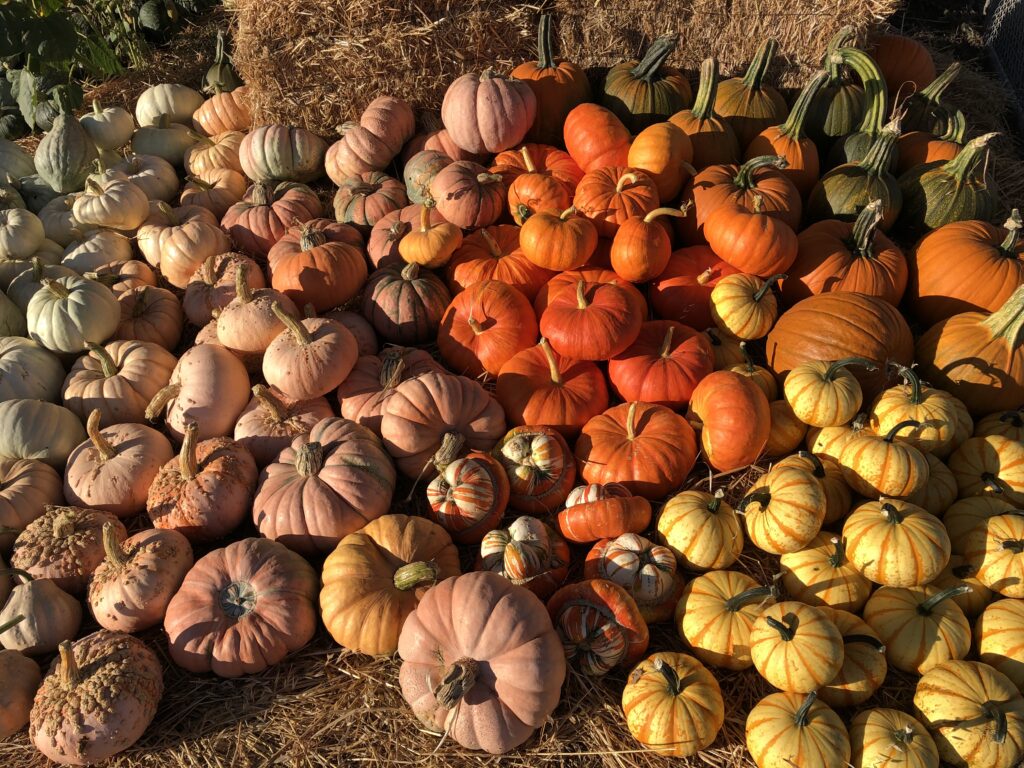 Andreotti Family Farm Half Moon Bay